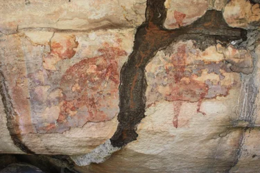 Termite Tunnel Over Red Wallaby and Goanna